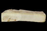 Partial Fossil Pea Crab (Pinnixa) From California - Miocene #128085-1